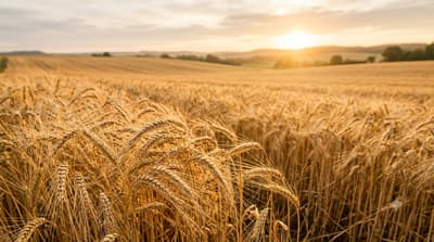 Wheat